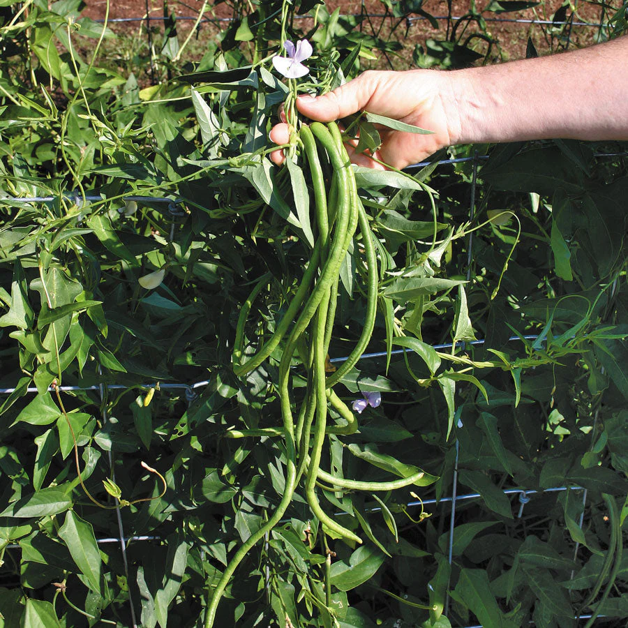 Red and Green Mix Yard Long Bean - Image 3