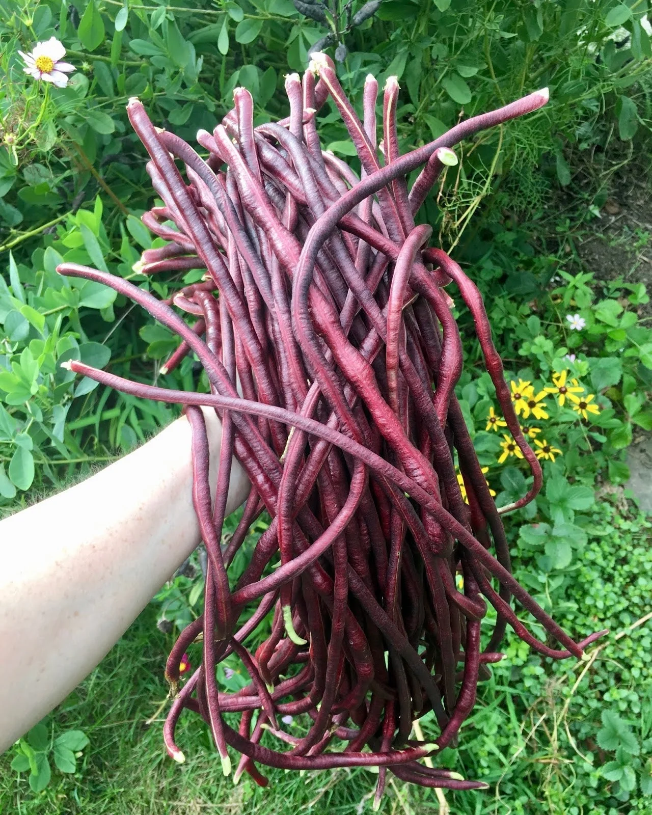 Red and Green Mix Yard Long Bean - Image 4