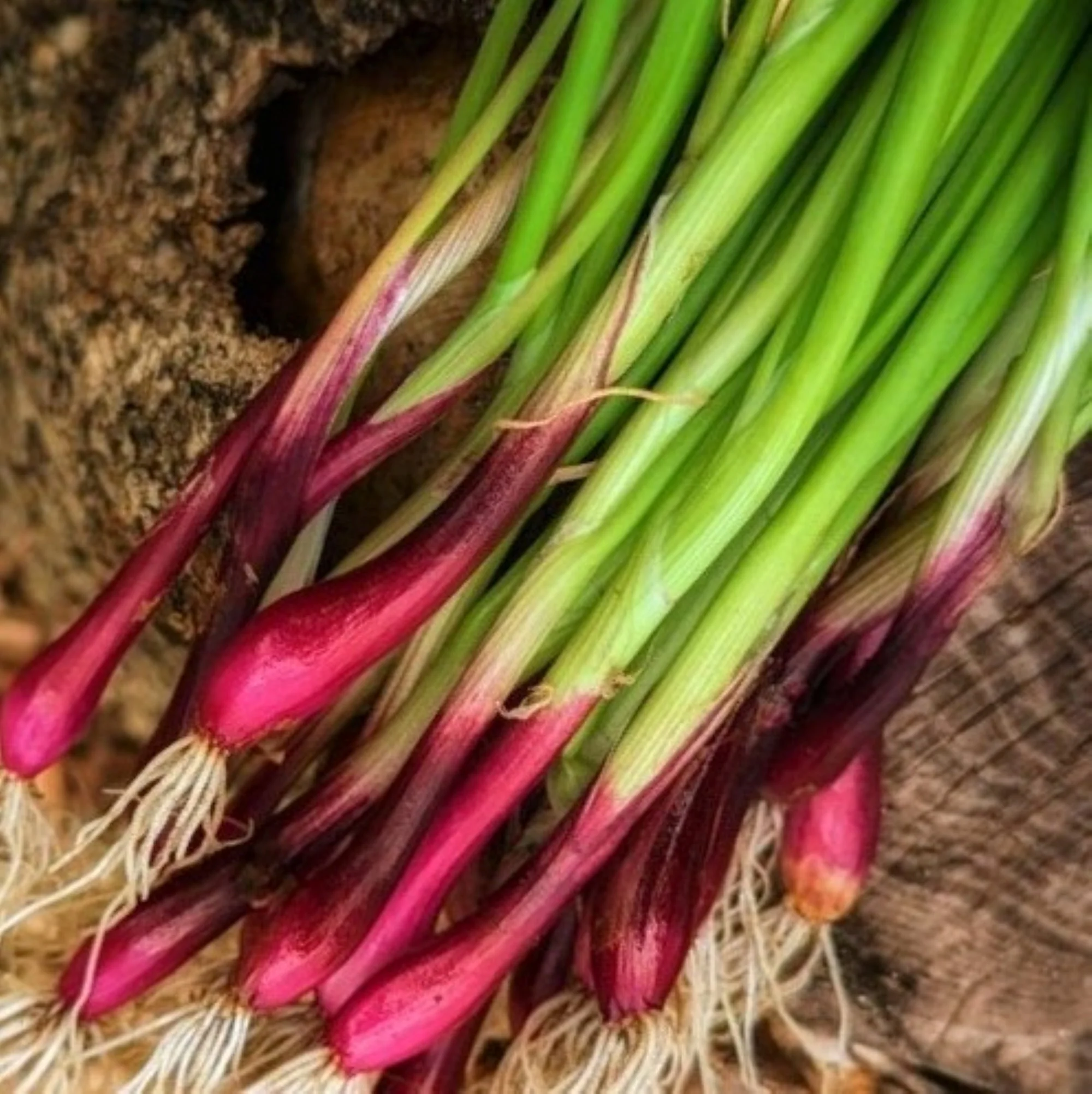 Red Beard Spring Onion
