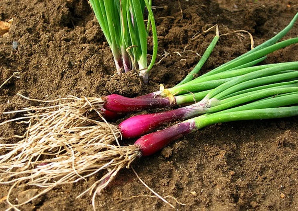Red Beard Spring Onion - Image 2