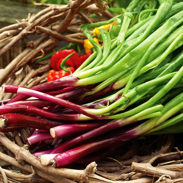 Red Beard Spring Onion - Image 3