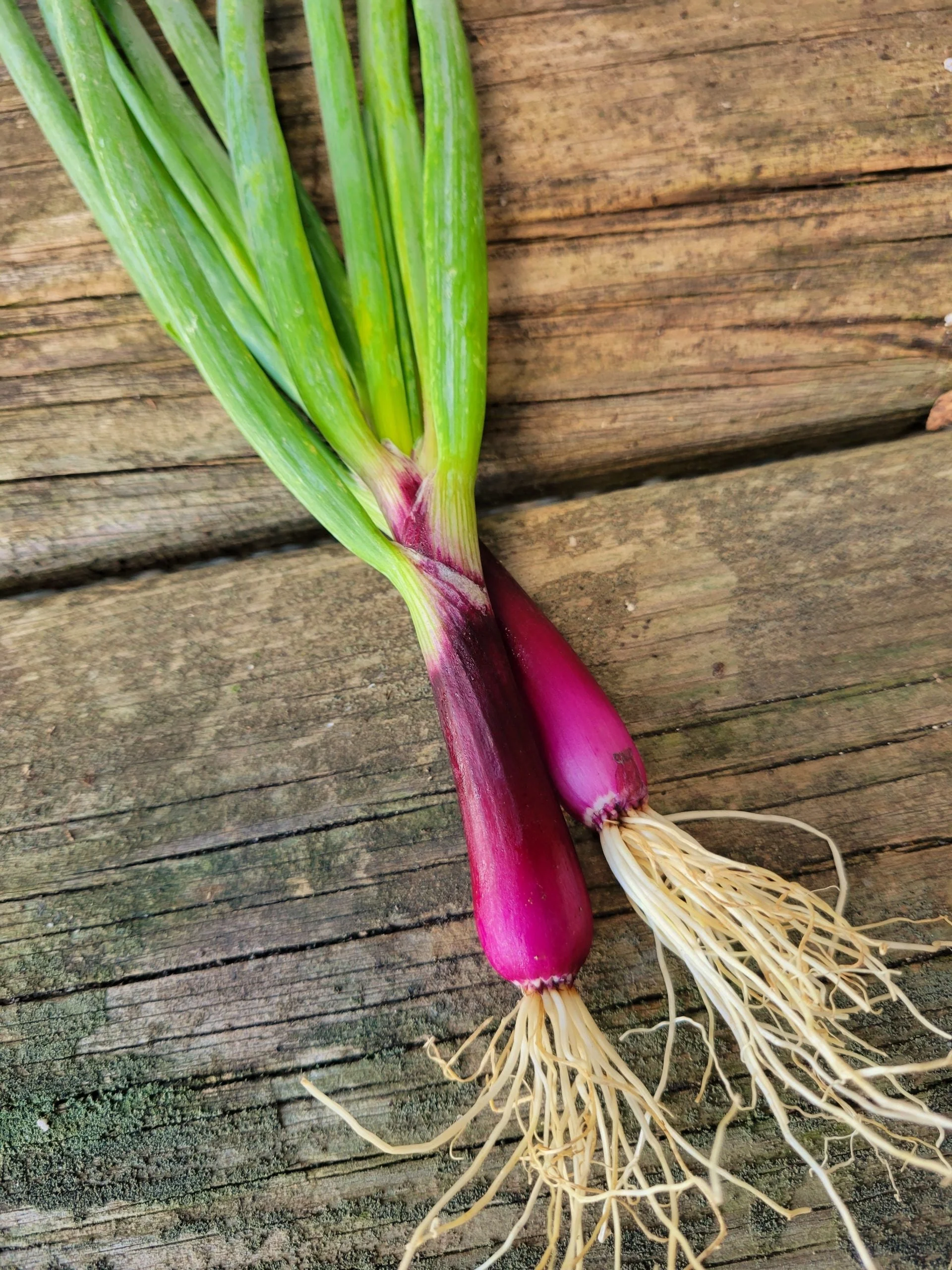 Red Beard Spring Onion - Image 4