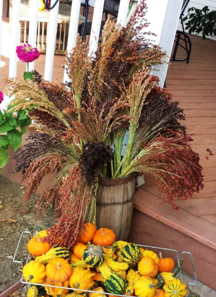Red Broom Corn - Image 10