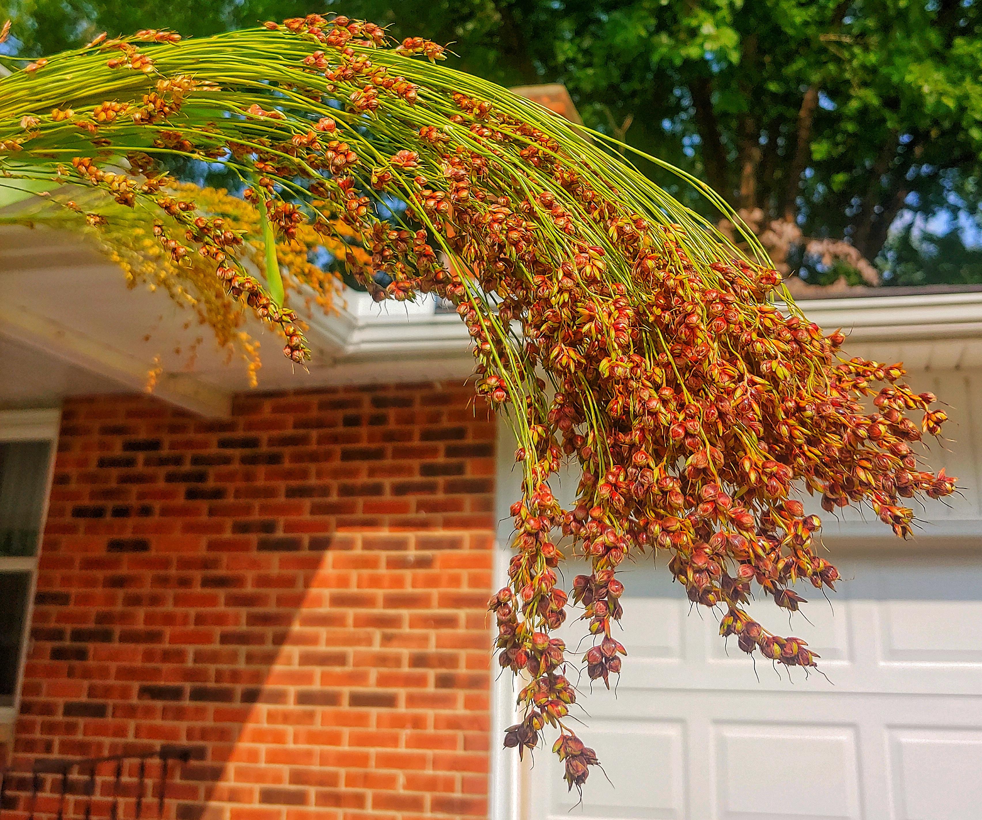 Red Broom Corn - Image 3