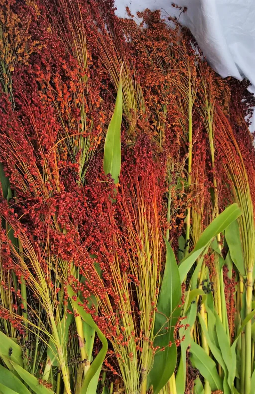 Red Broom Corn - Image 4