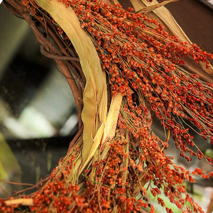 Red Broom Corn - Image 6