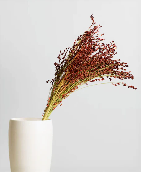 Red Broom Corn - Image 8