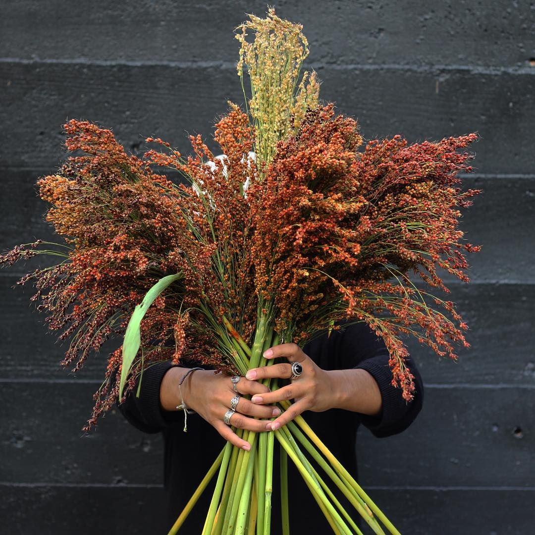 Red Broom Corn - Image 9