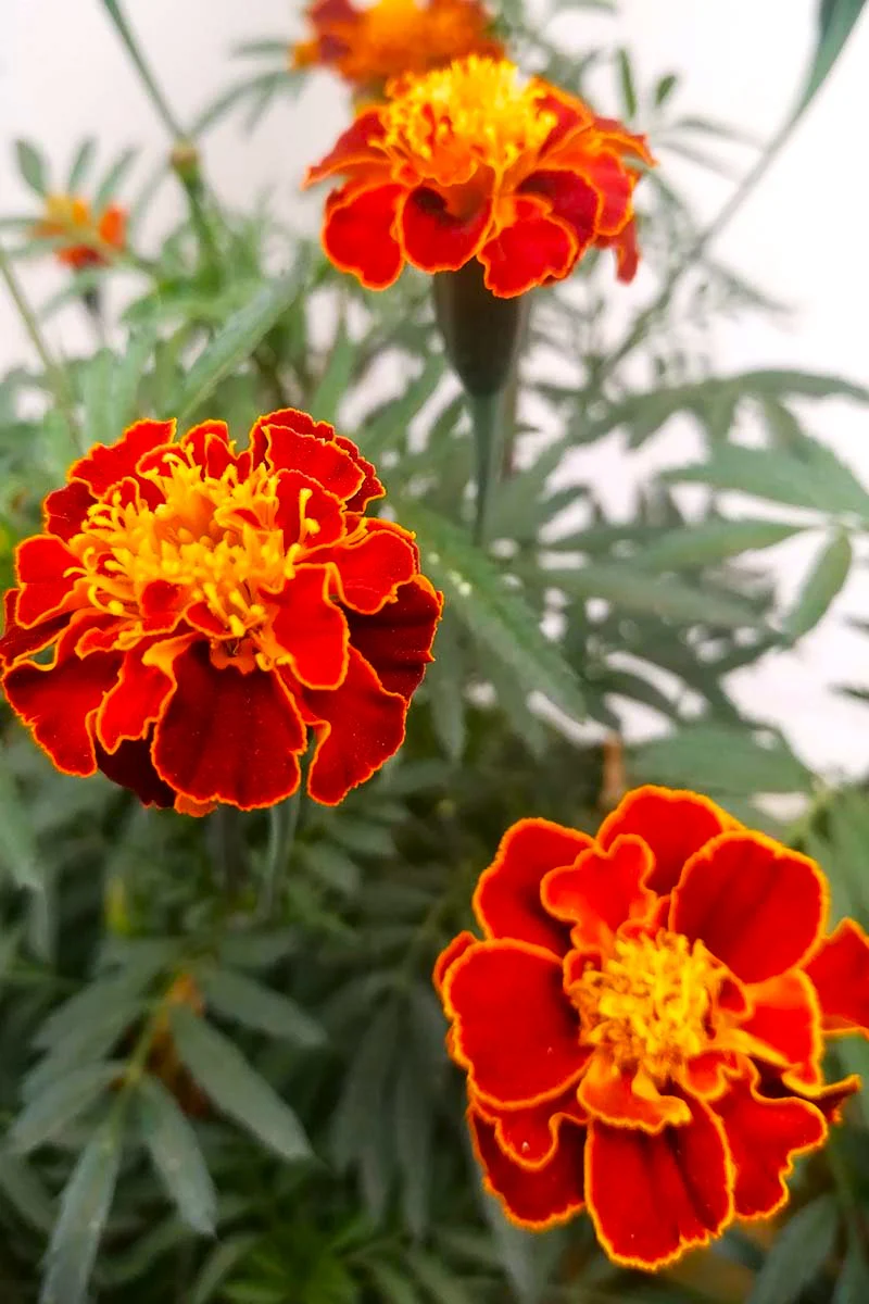 Red Cherry French Marigold - Image 3