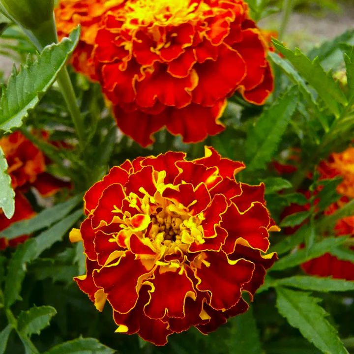 Red Cherry French Marigold - Image 4
