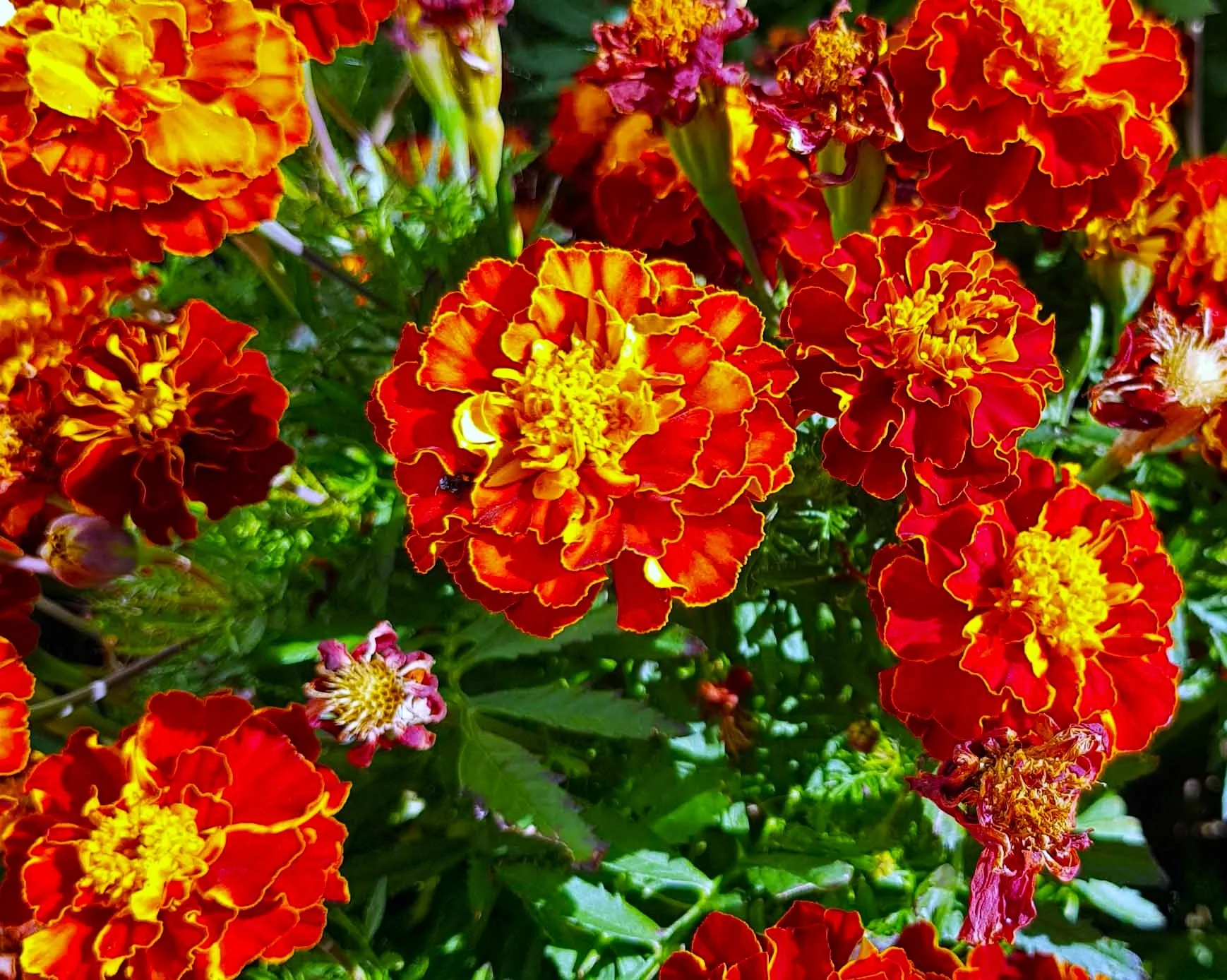 Red Cherry French Marigold - Image 5