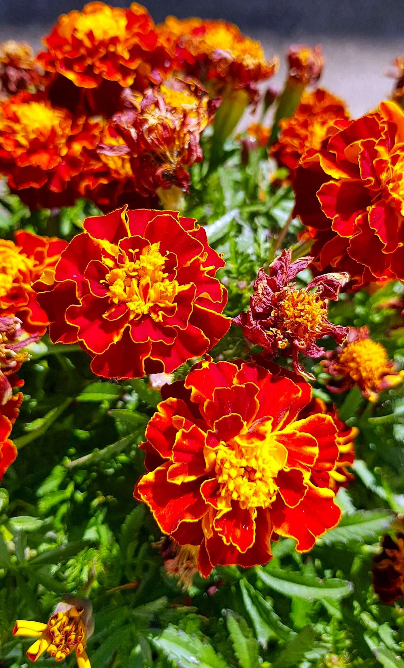 Red Cherry French Marigold - Image 6