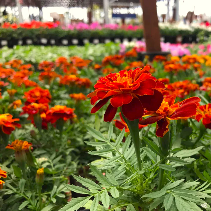 Red Cherry French Marigold - Image 7