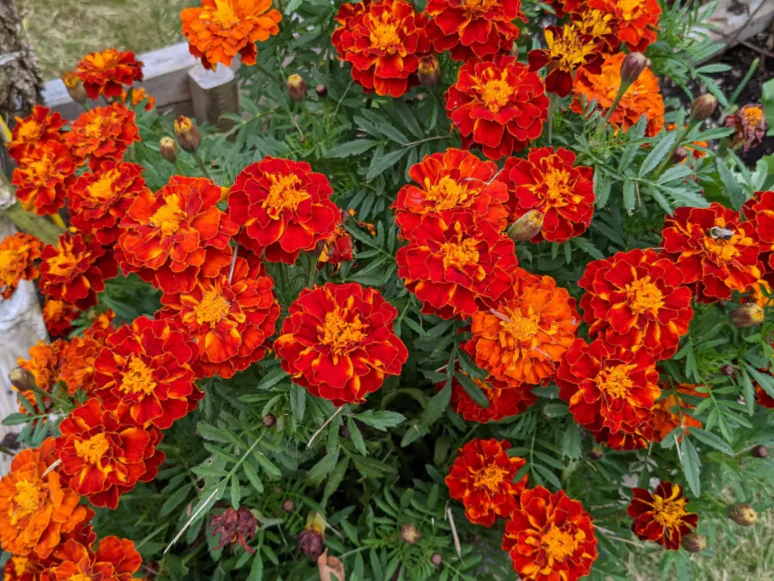 Red Cherry French Marigold - Image 8