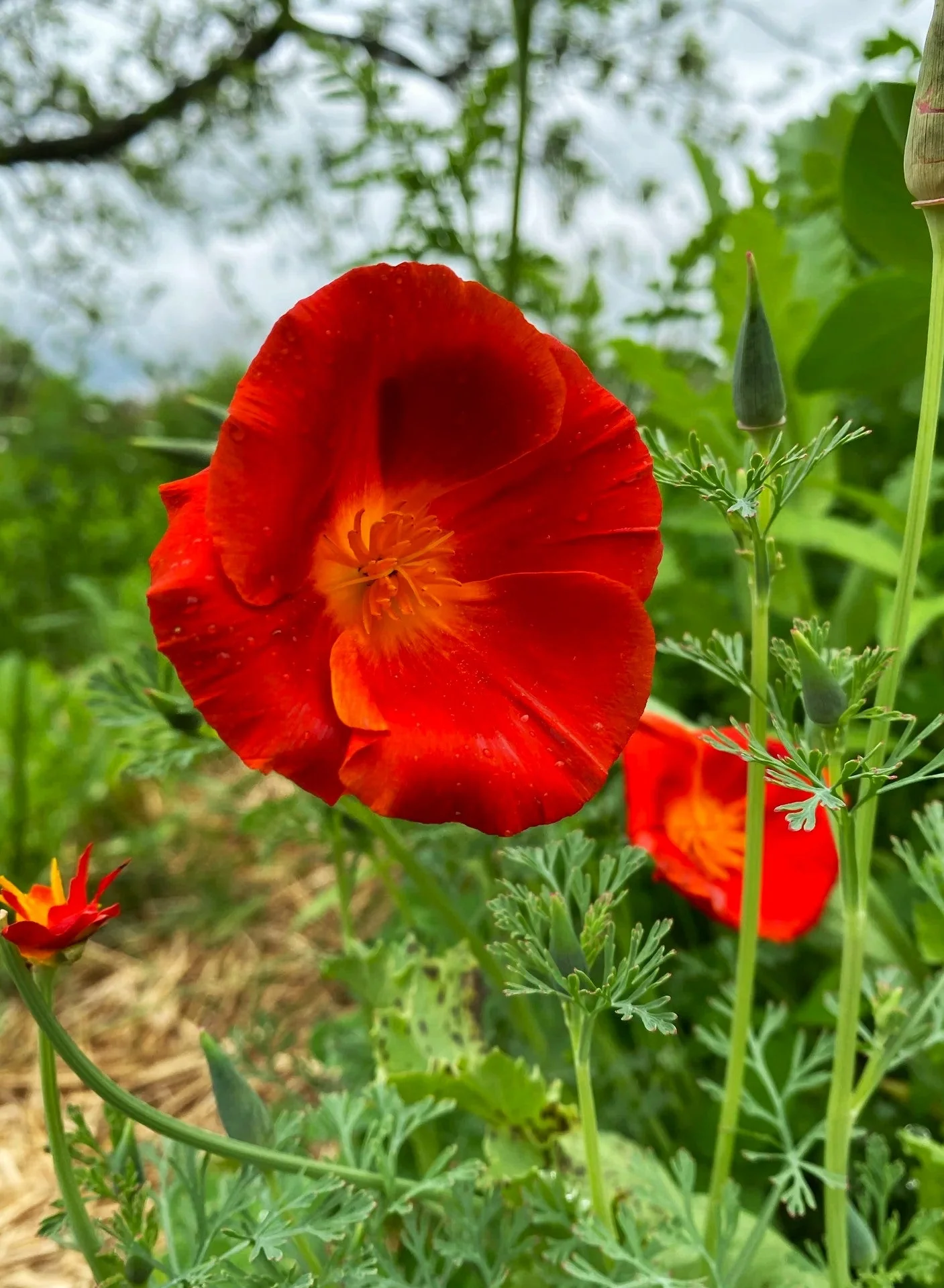 Red Chief California Poppy - Image 10