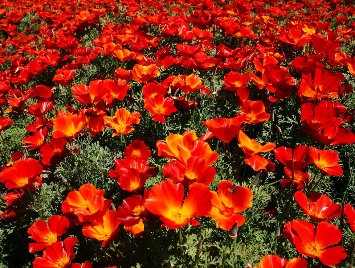 Red Chief California Poppy - Image 2