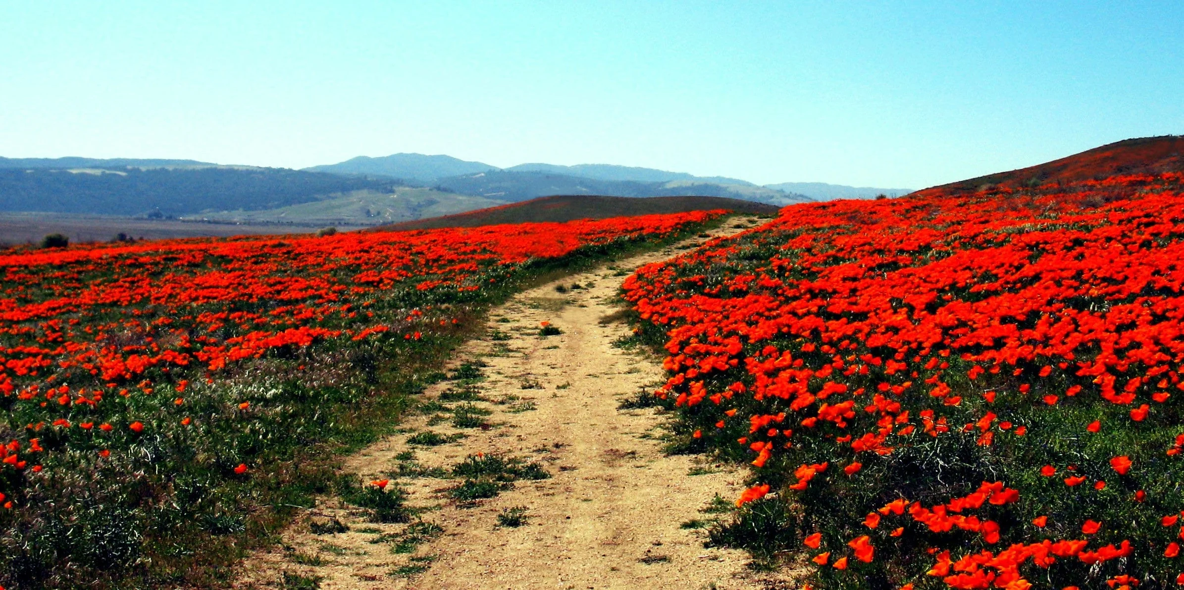 Red Chief California Poppy - Image 3