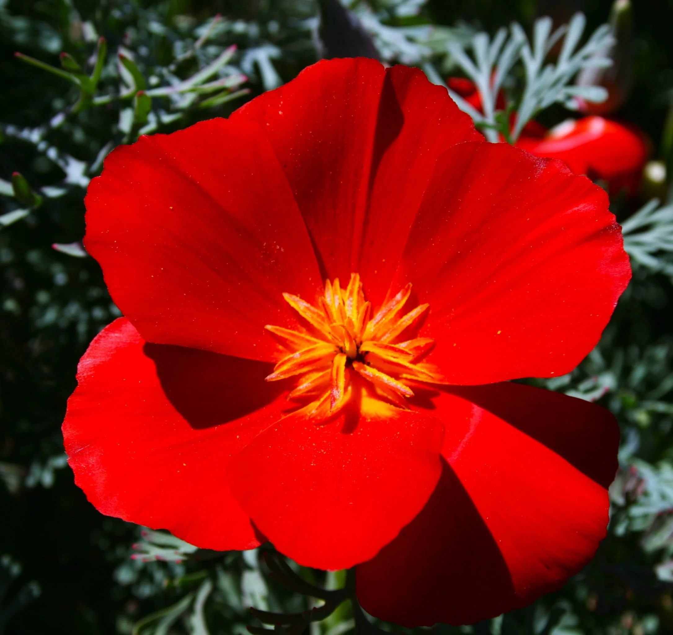 Red Chief California Poppy - Image 5