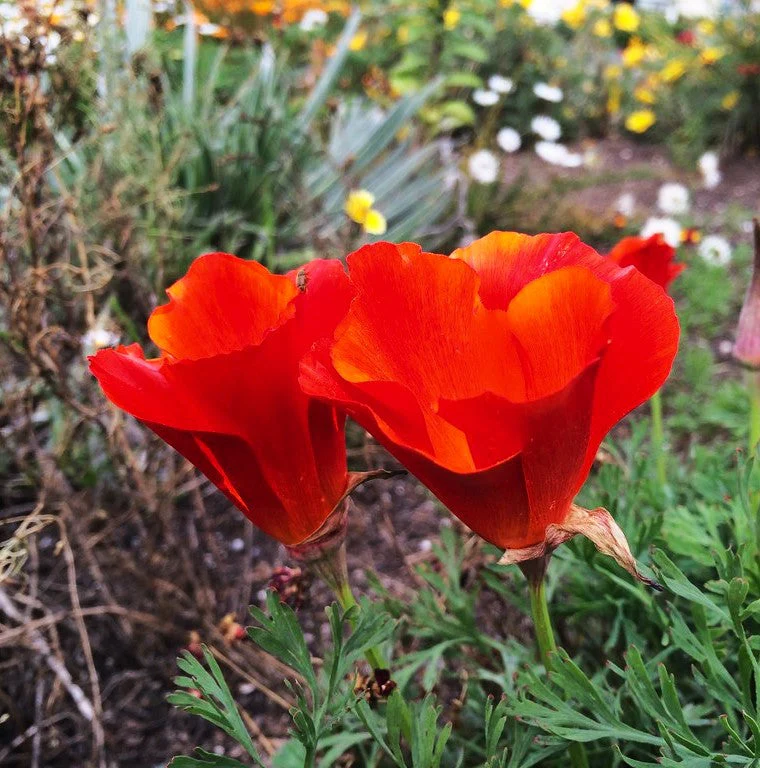 Red Chief California Poppy - Image 6