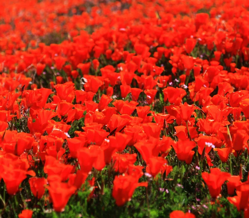 Red Chief California Poppy - Image 9