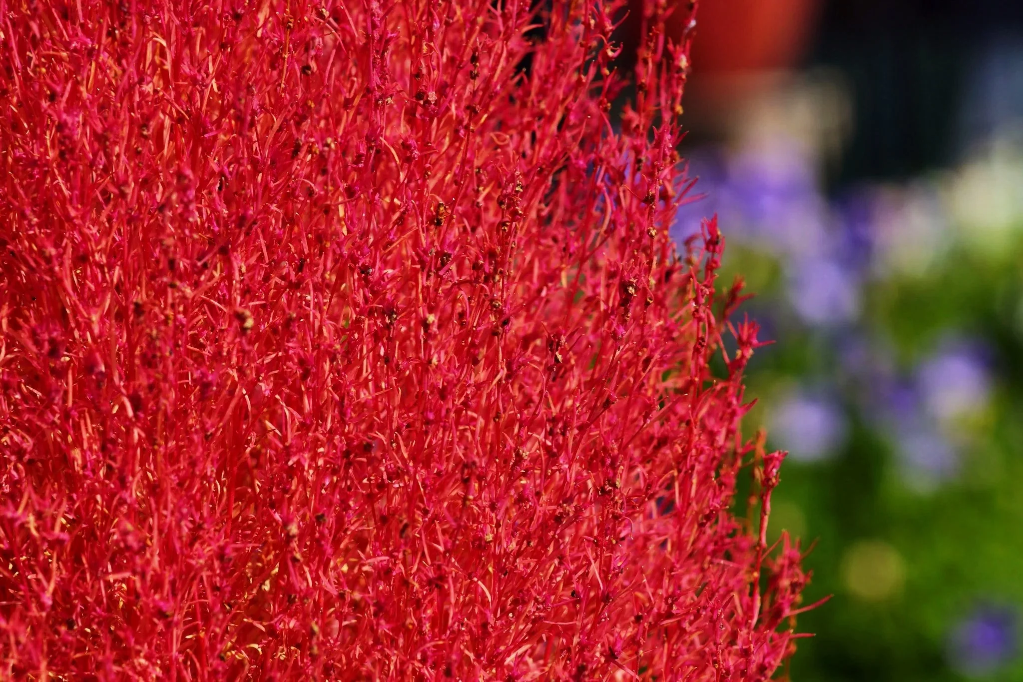 Red Cypress Burning Bush - Image 3