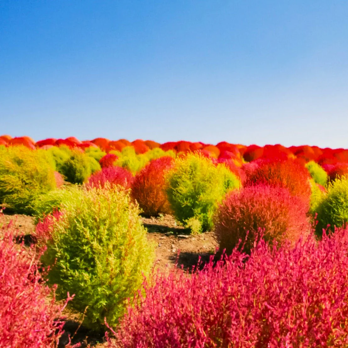 Red Cypress Burning Bush - Image 4