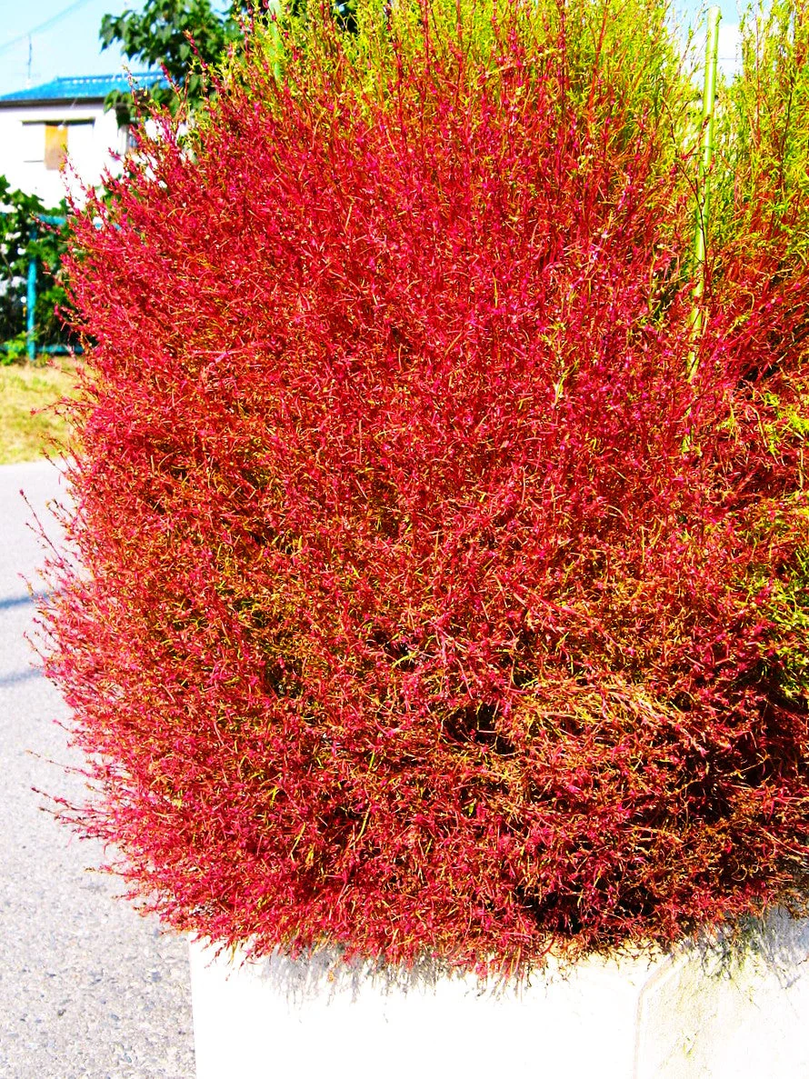 Red Cypress Burning Bush - Image 5