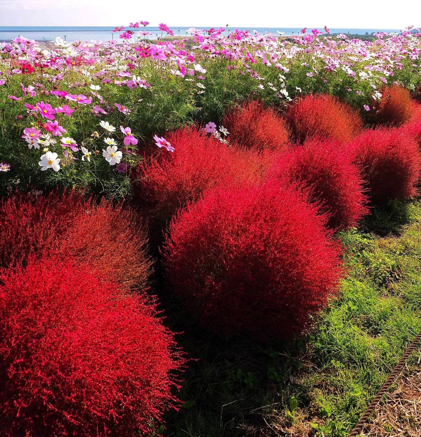 Red Cypress Burning Bush - Image 6