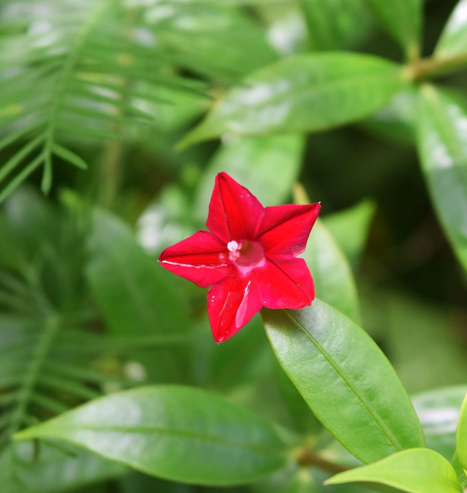 Red Cypress Vine - Image 10