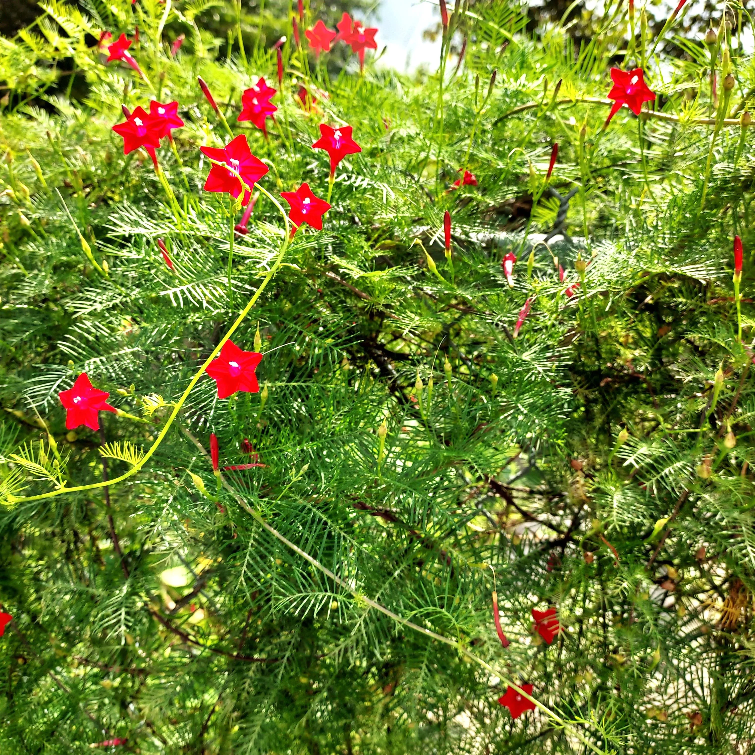 Red Cypress Vine - Image 3