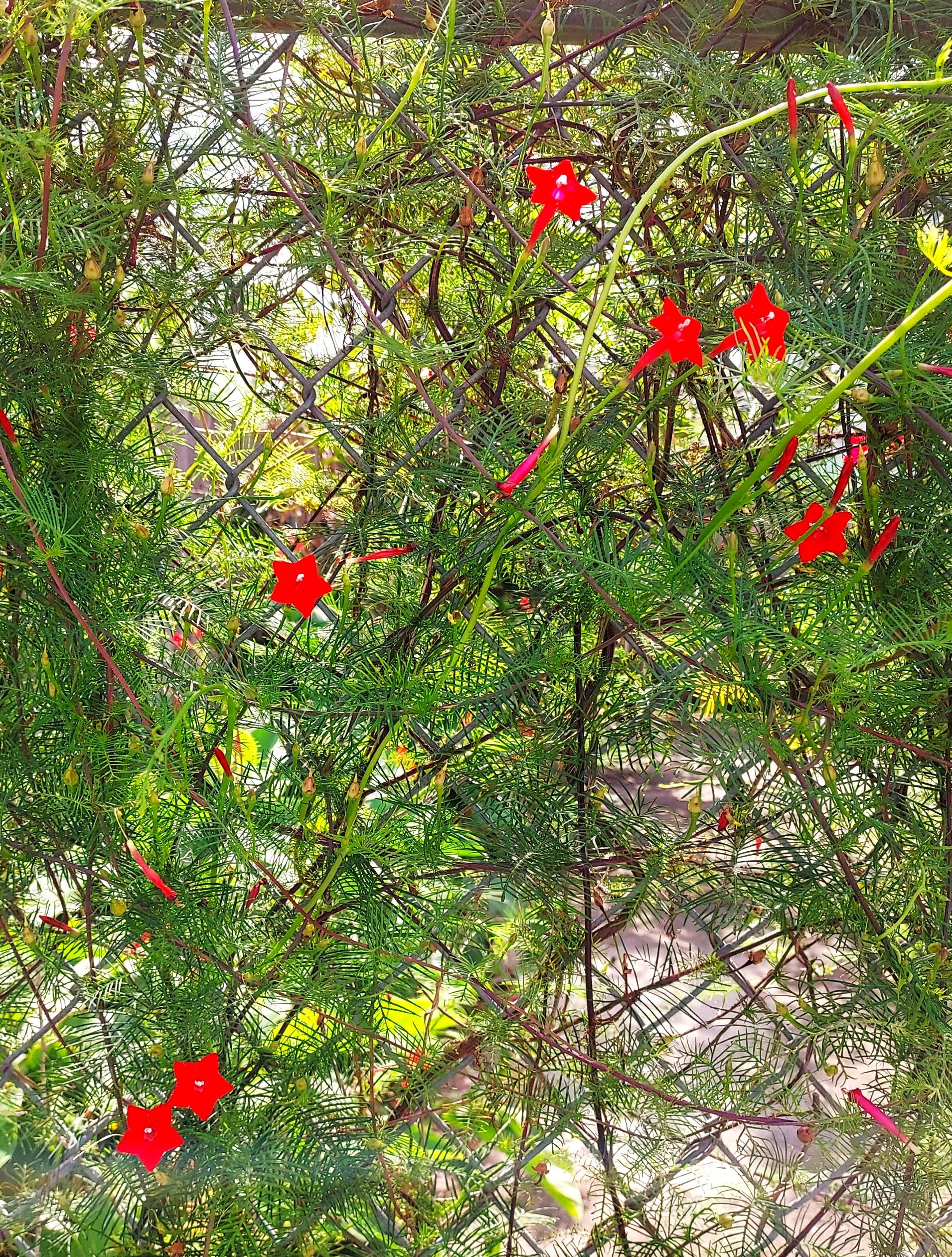 Red Cypress Vine - Image 4