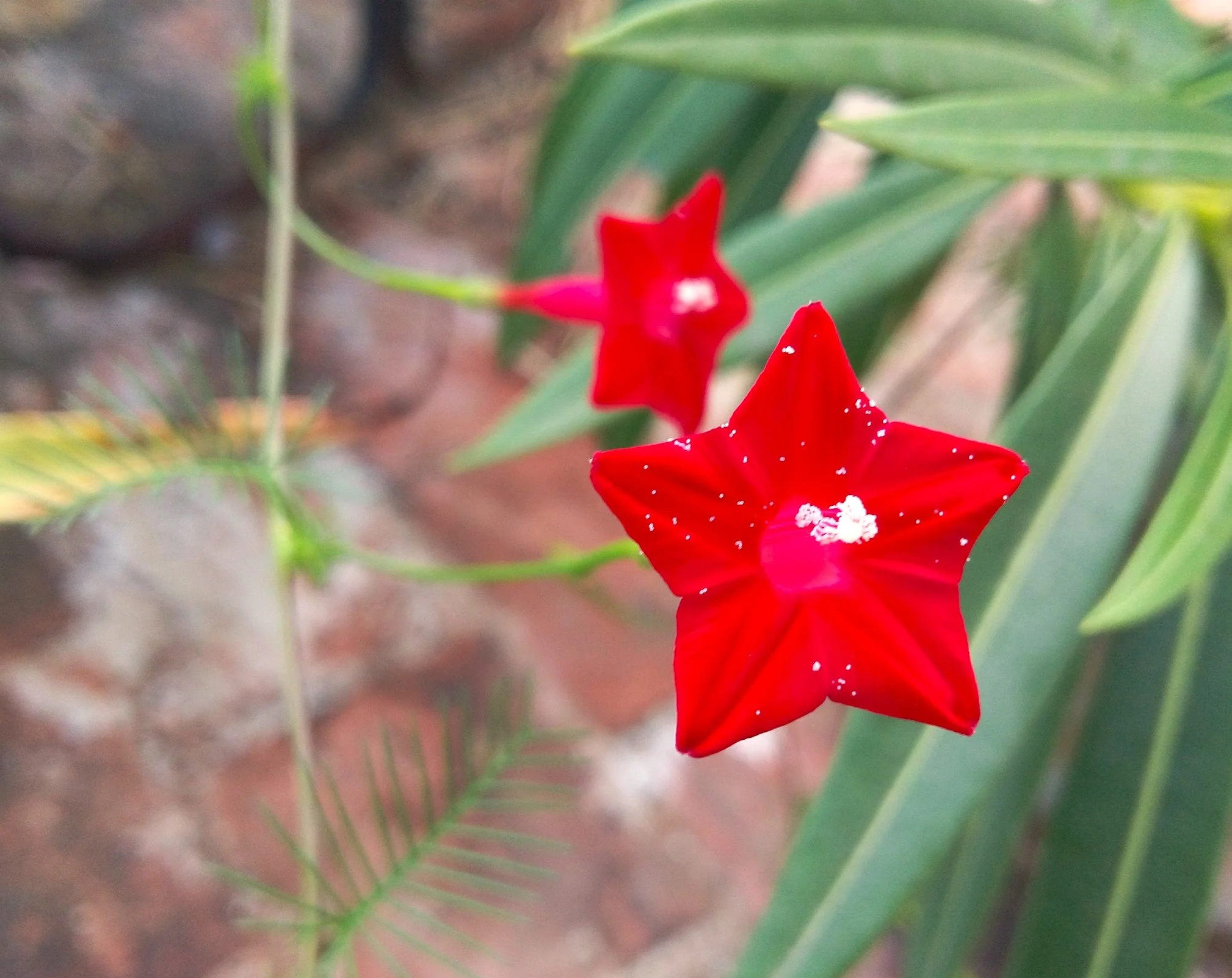 Red Cypress Vine - Image 5