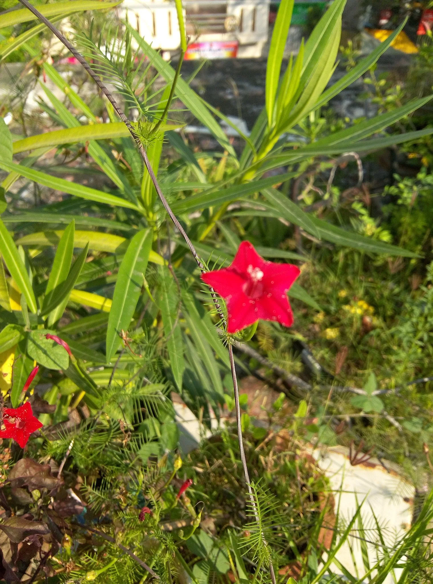 Red Cypress Vine - Image 6