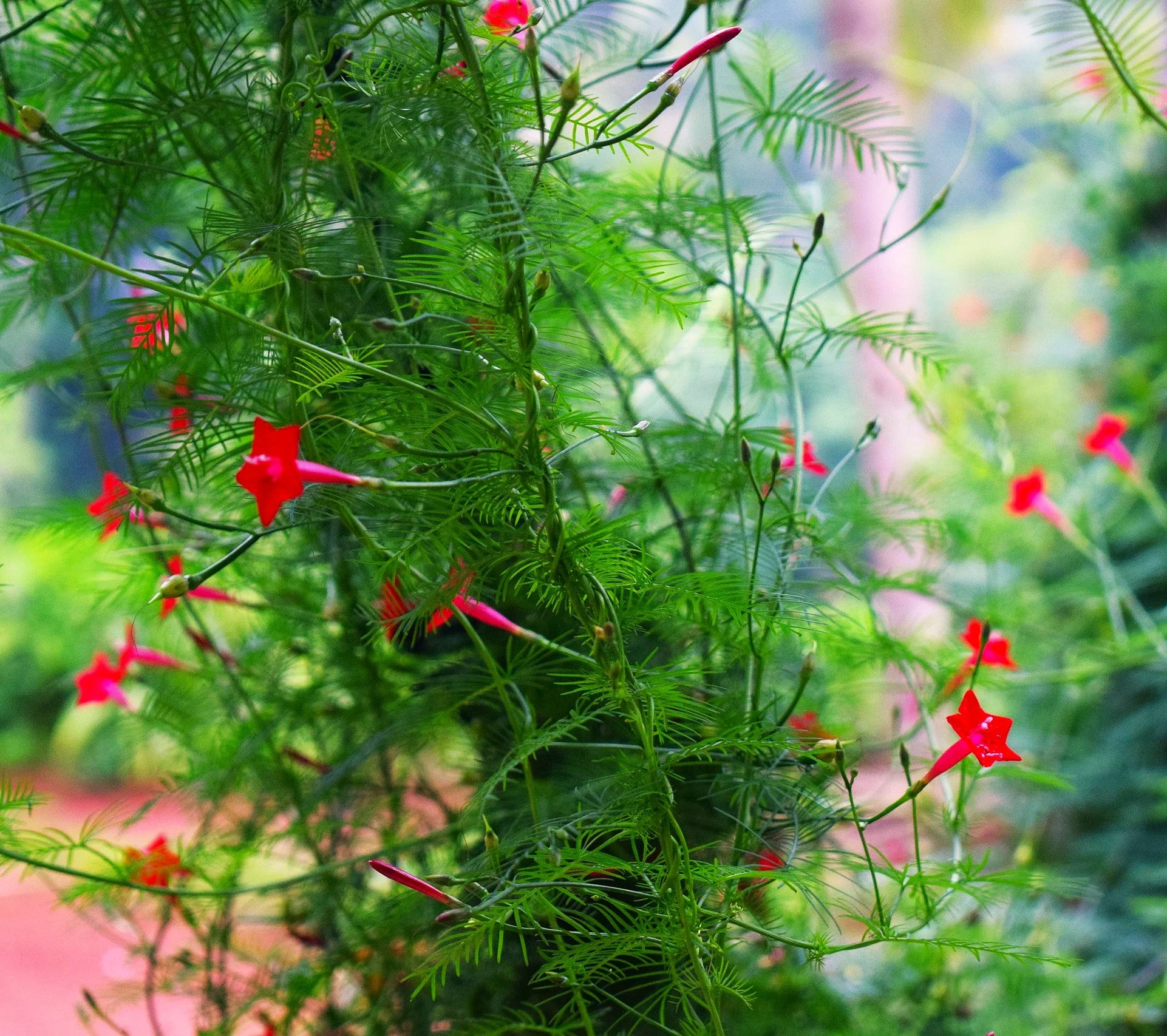 Red Cypress Vine - Image 7