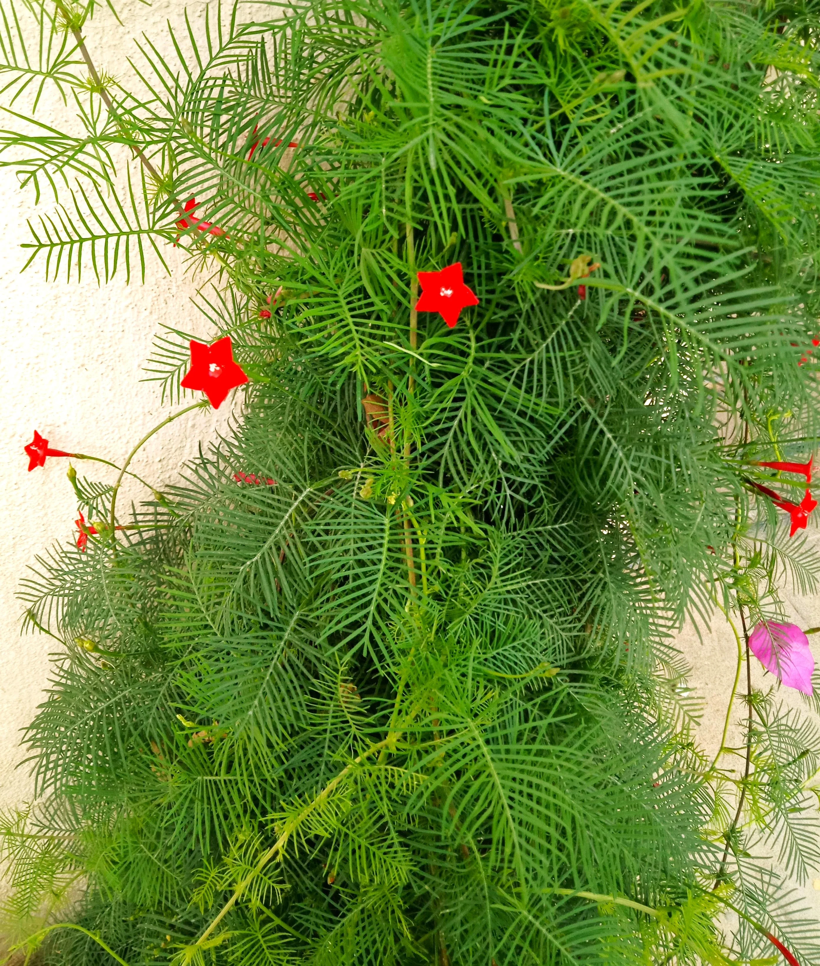 Red Cypress Vine - Image 8