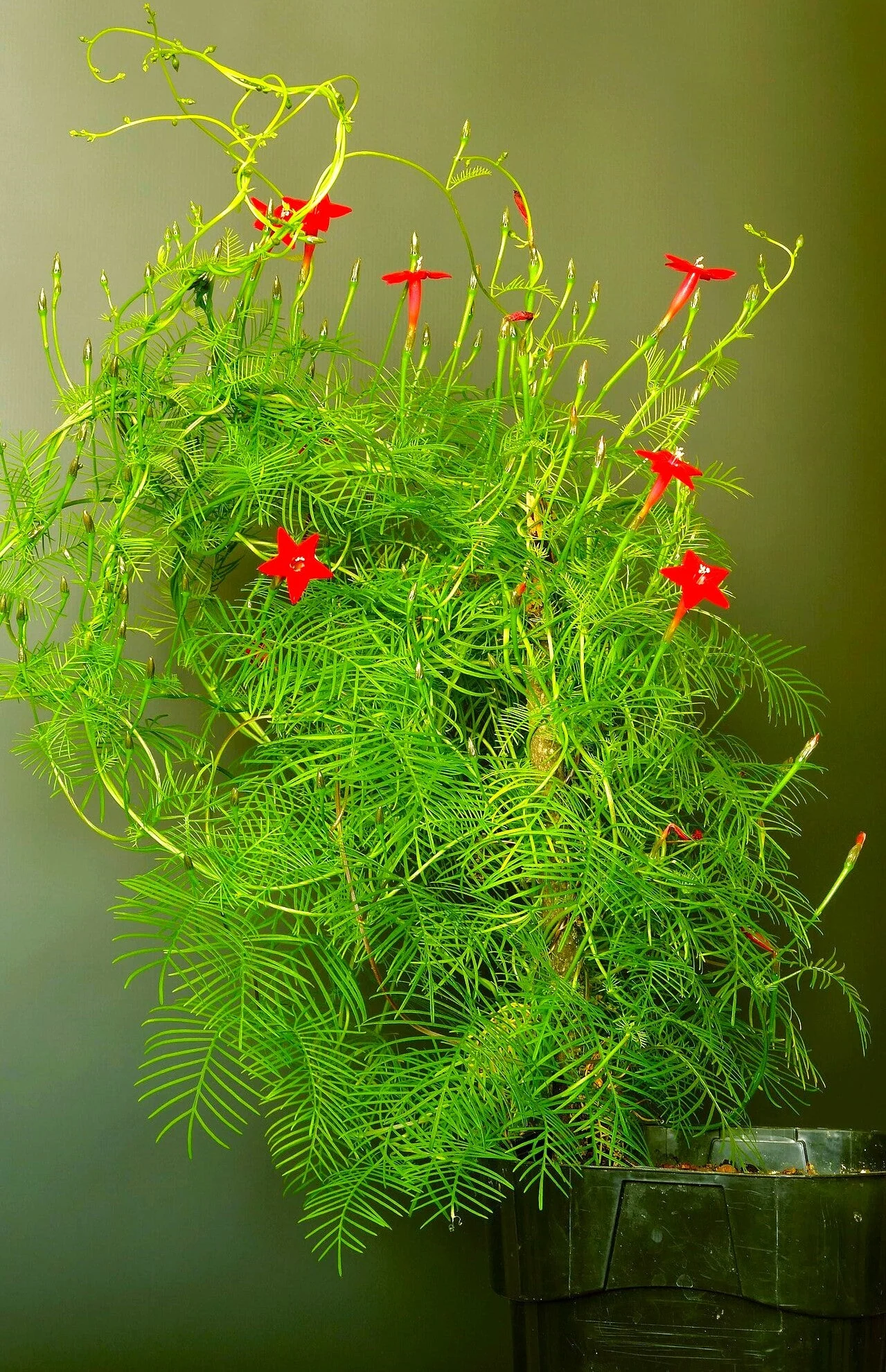 Red Cypress Vine - Image 9