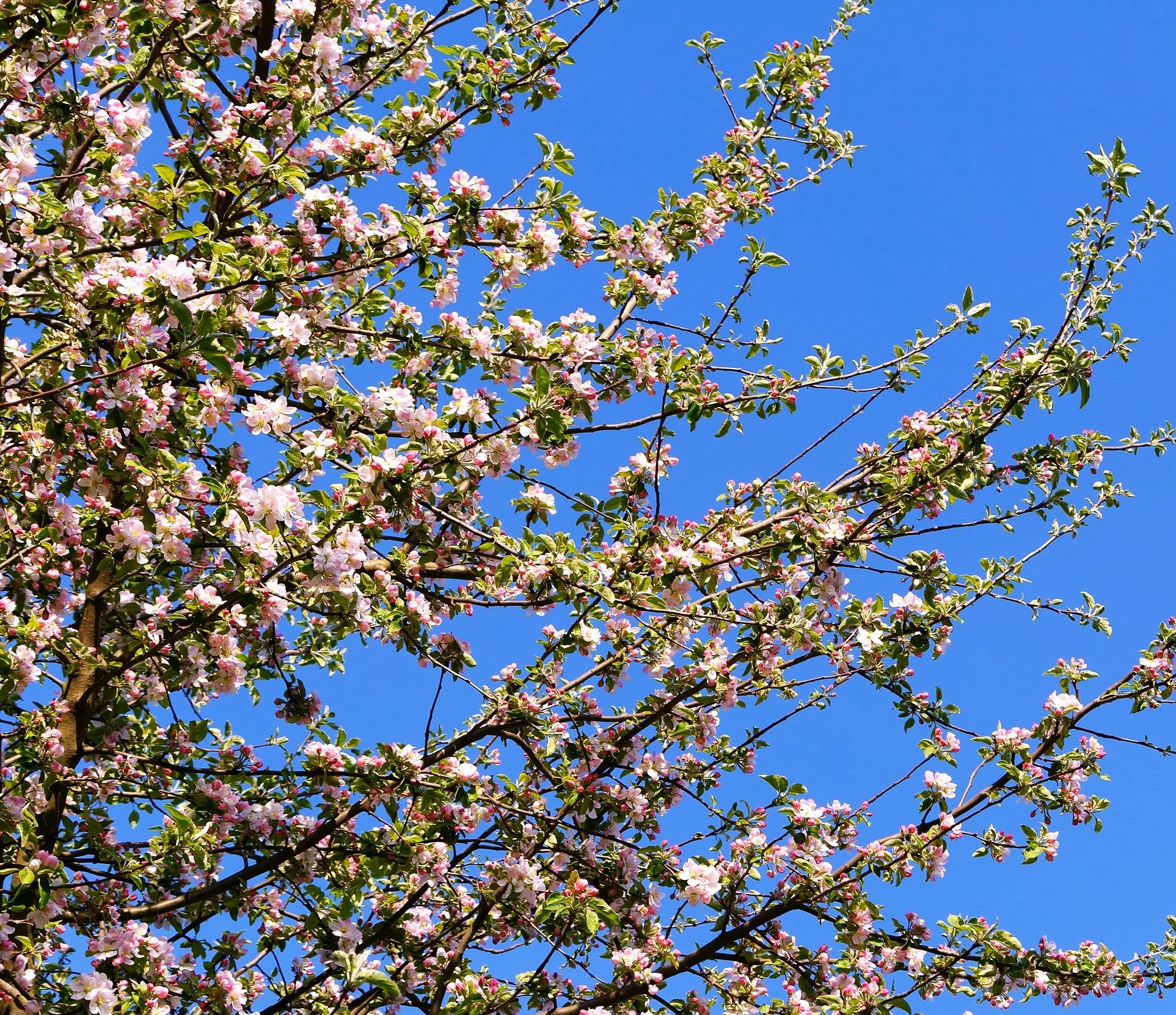 Red Delicious Apple Tree - Image 10