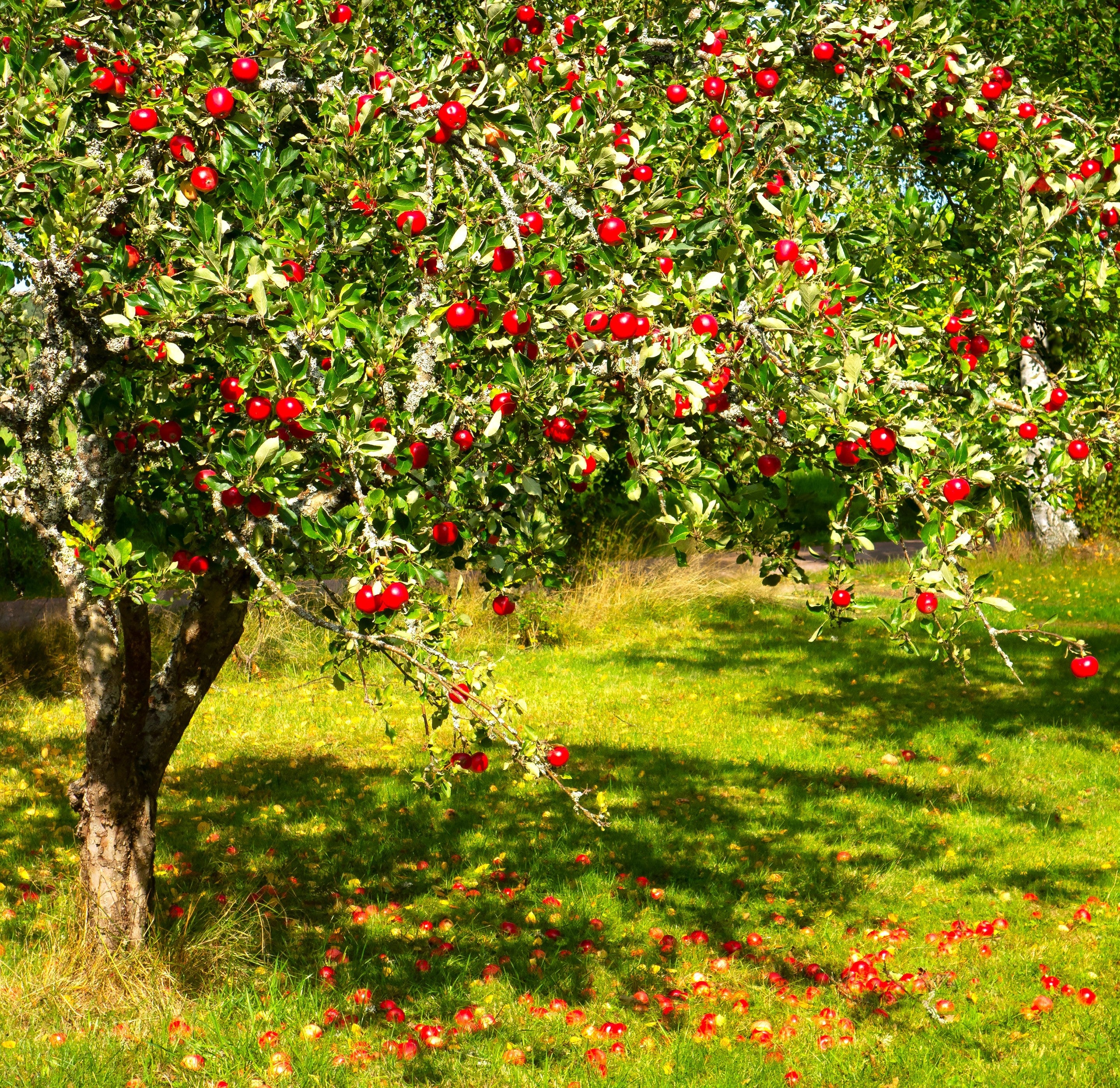 Red Delicious Apple Tree - Image 2
