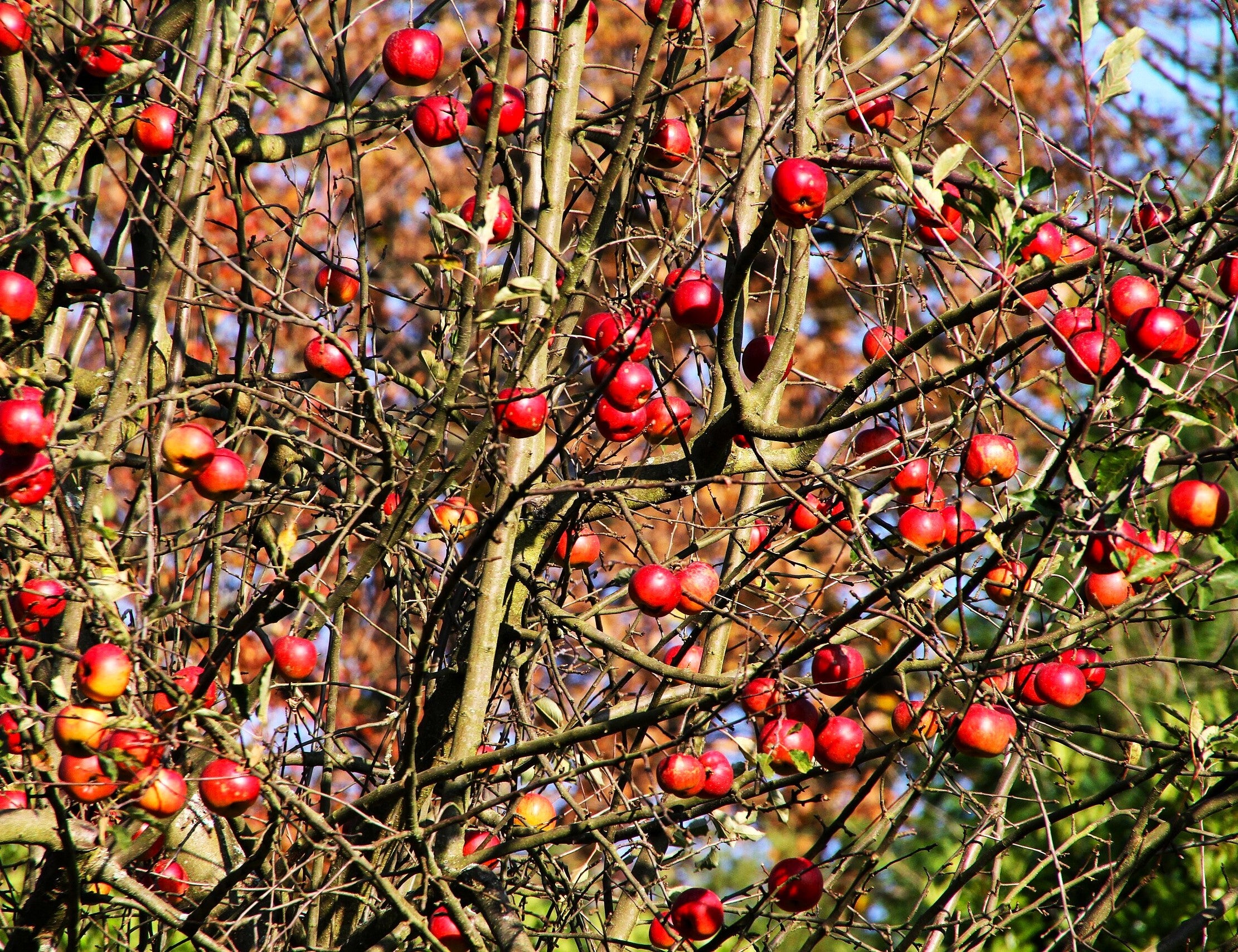 Red Delicious Apple Tree - Image 3