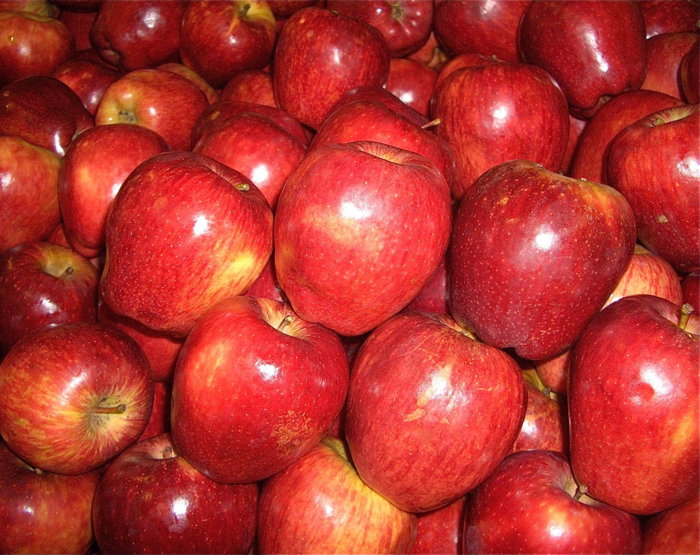 Red Delicious Apple Tree - Image 4