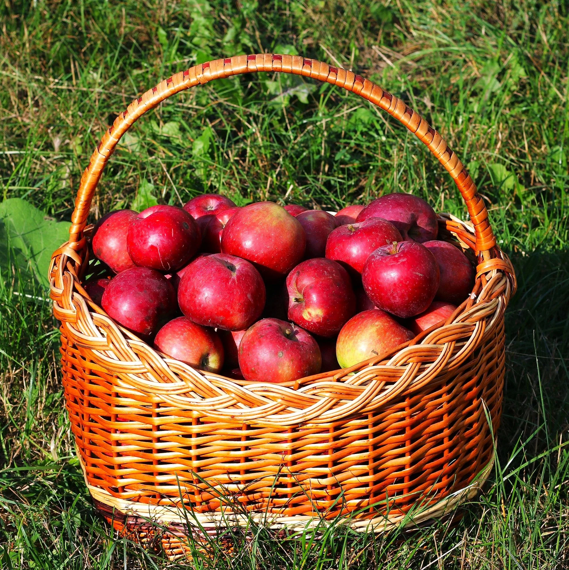 Red Delicious Apple Tree - Image 5