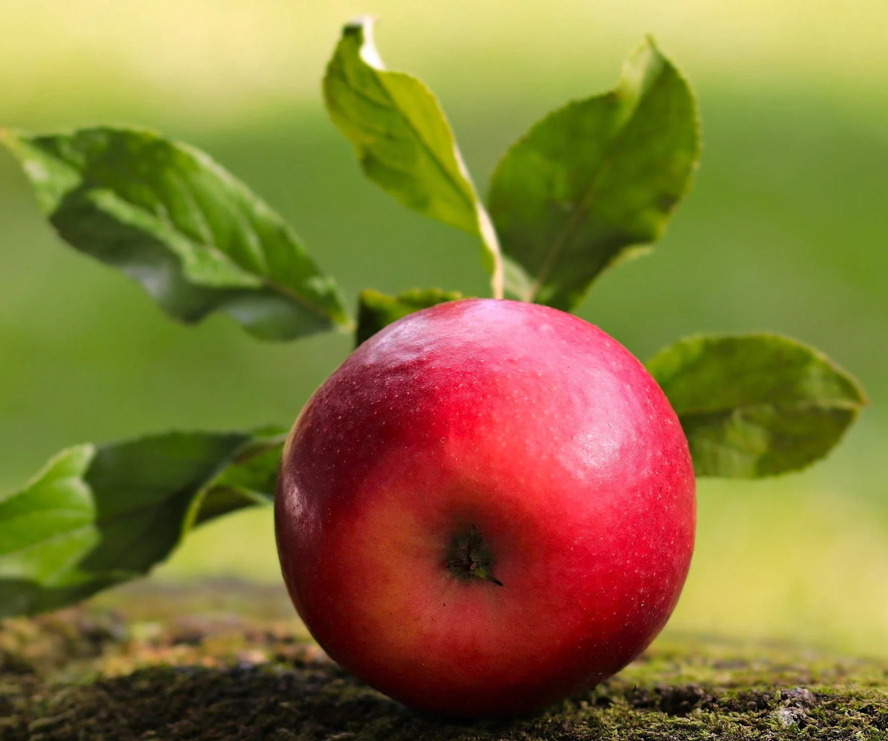 Red Delicious Apple Tree - Image 6