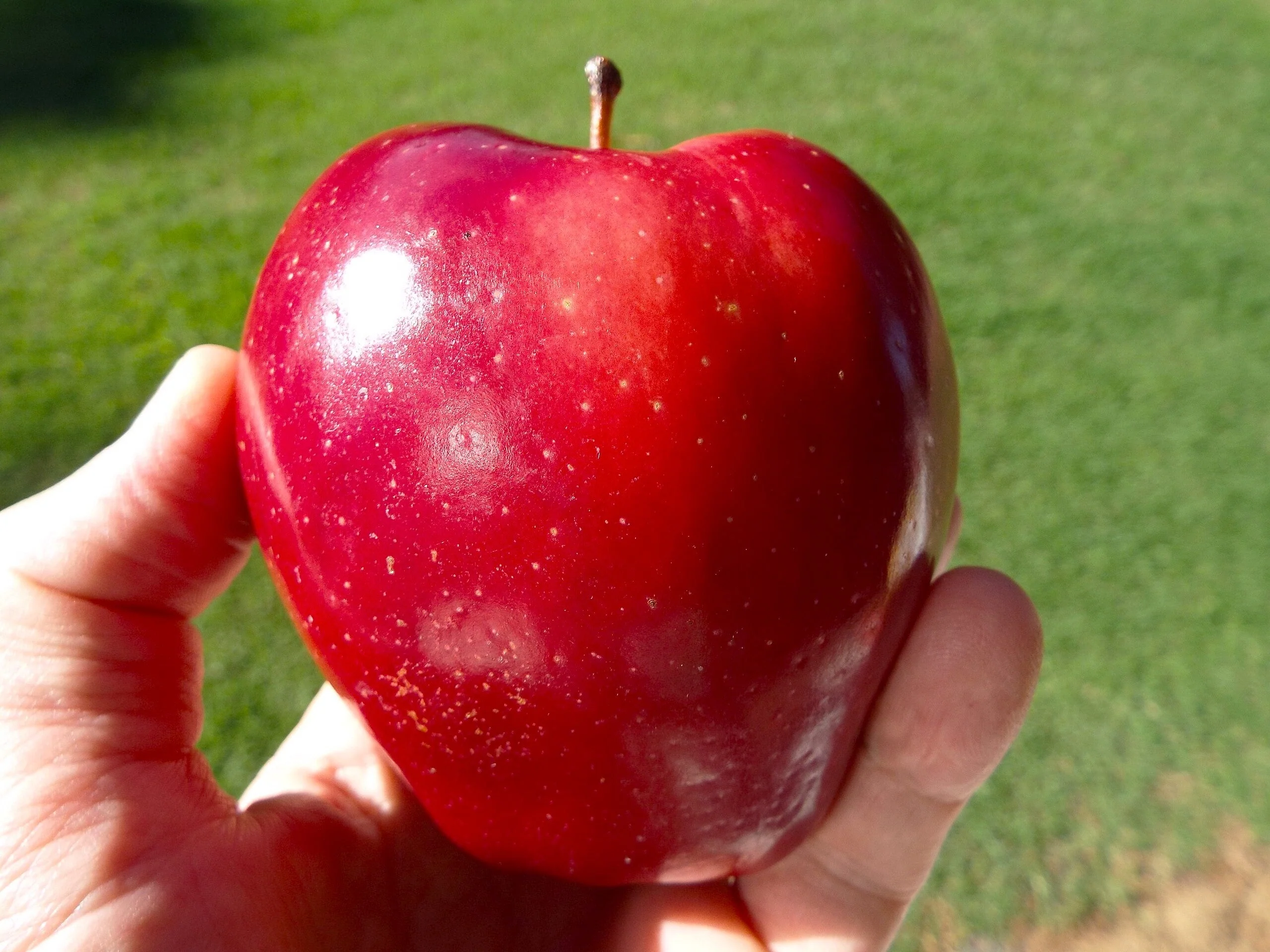 Red Delicious Apple Tree - Image 7
