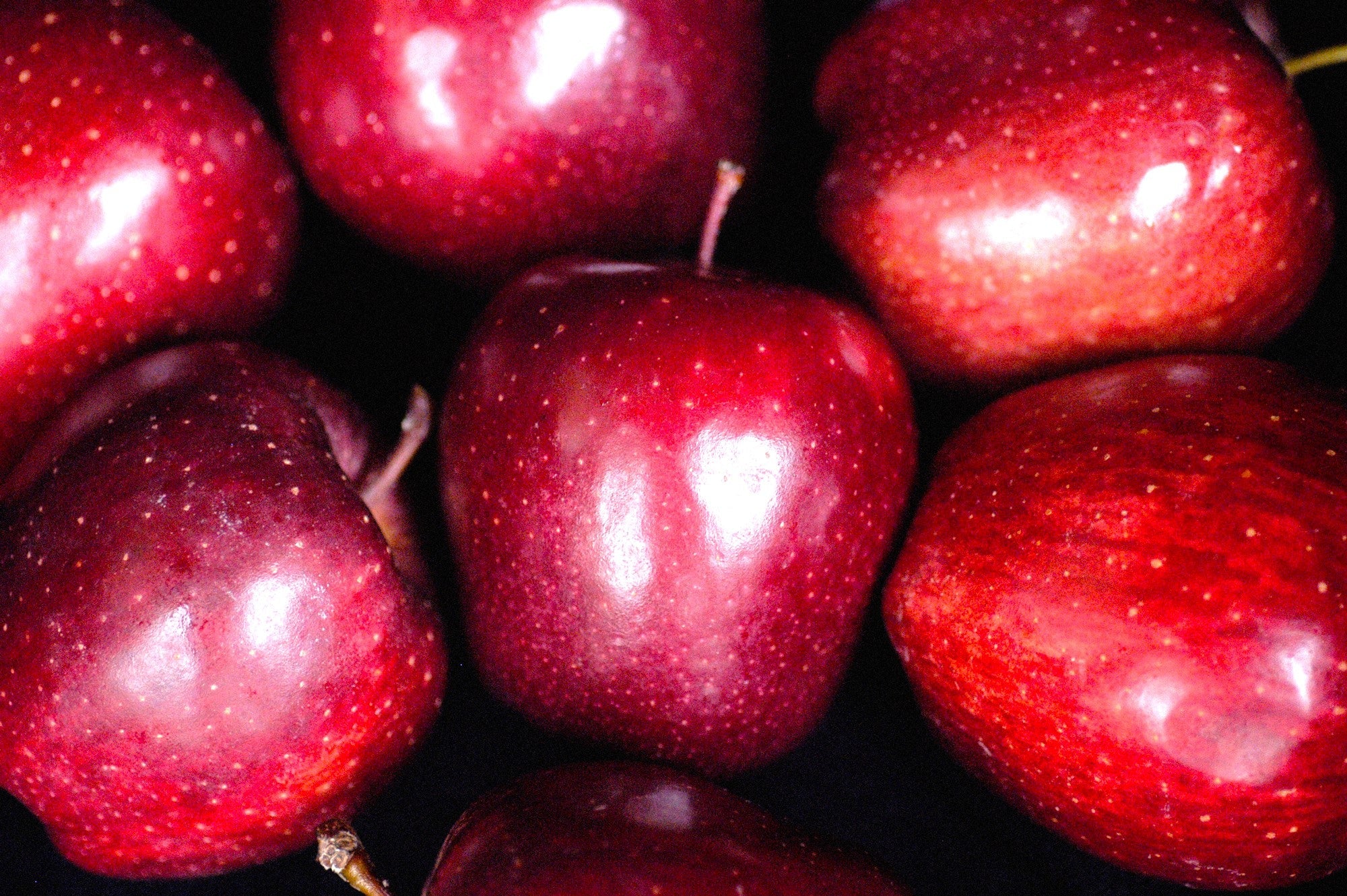 Red Delicious Apple Tree - Image 8