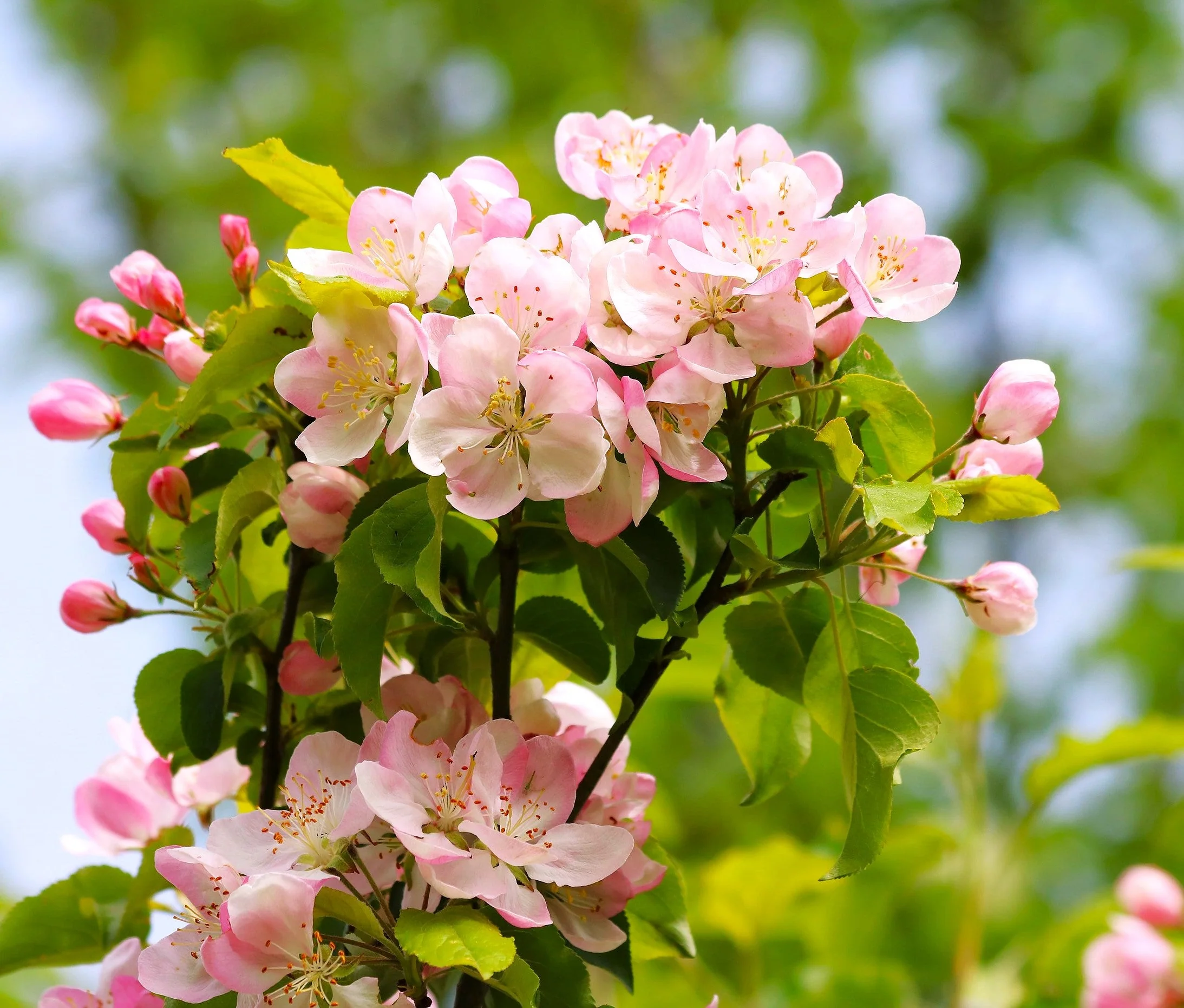 Red Delicious Apple Tree - Image 9