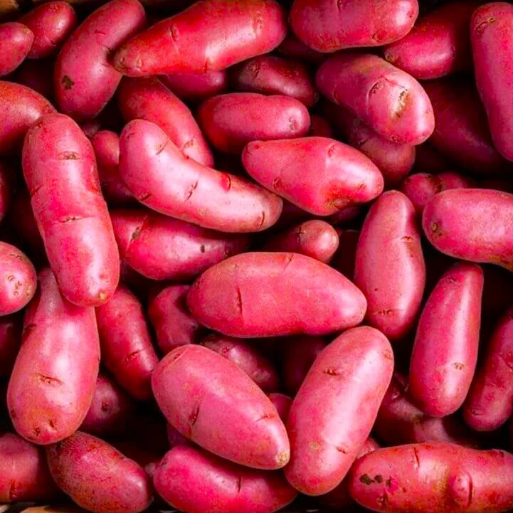 PRE-ORDER NOW! SHIPS APRIL 2026 - Red French Fingerling Seed Potatoes - Image 2