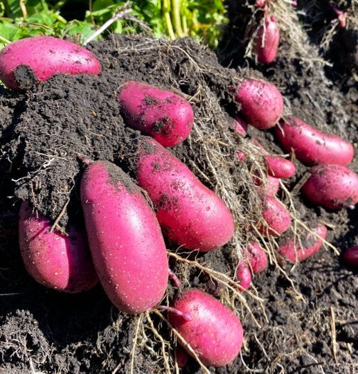 PRE-ORDER NOW! SHIPS APRIL 2026 - Red French Fingerling Seed Potatoes - Image 3