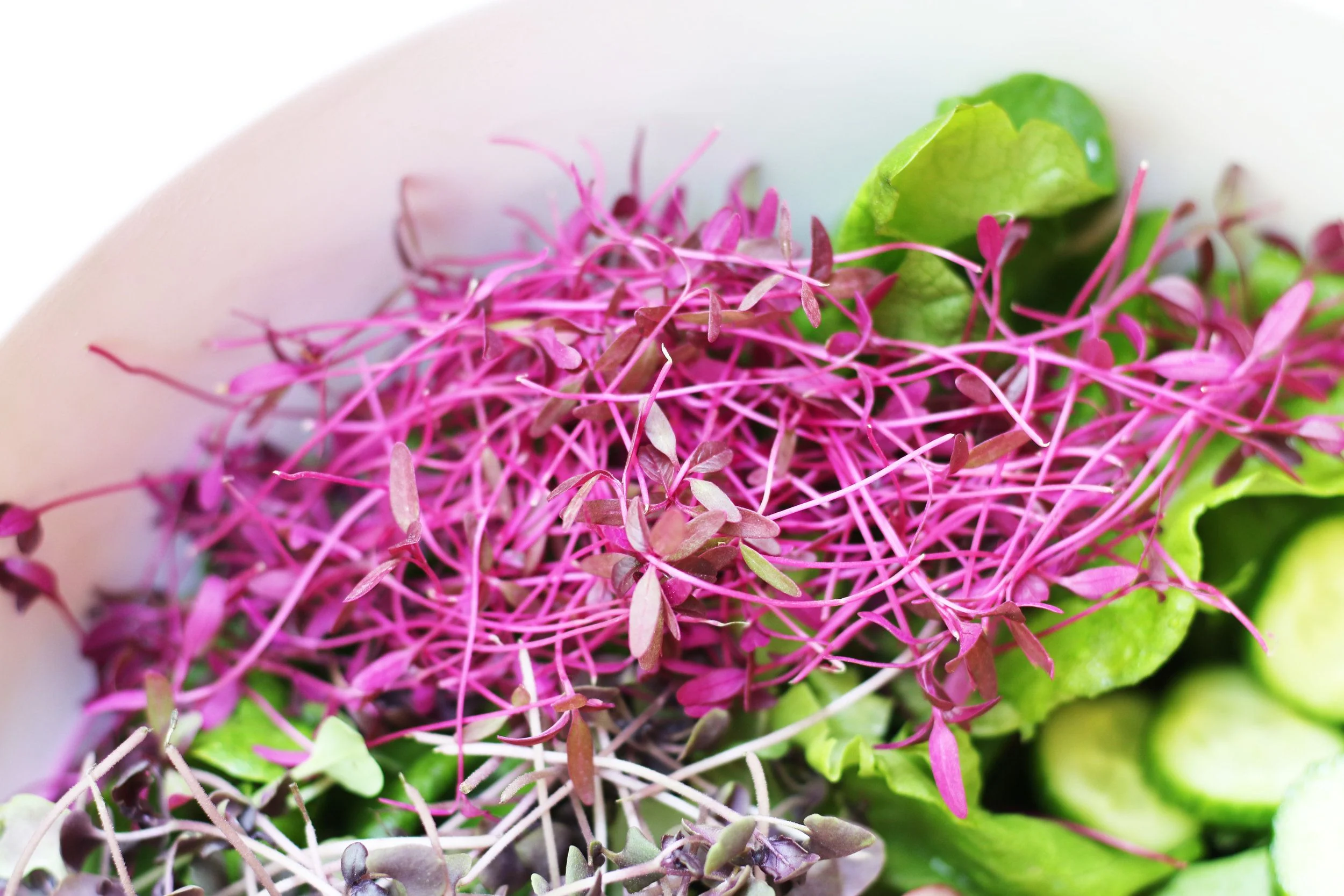 Red Garnet Amaranth - Image 11