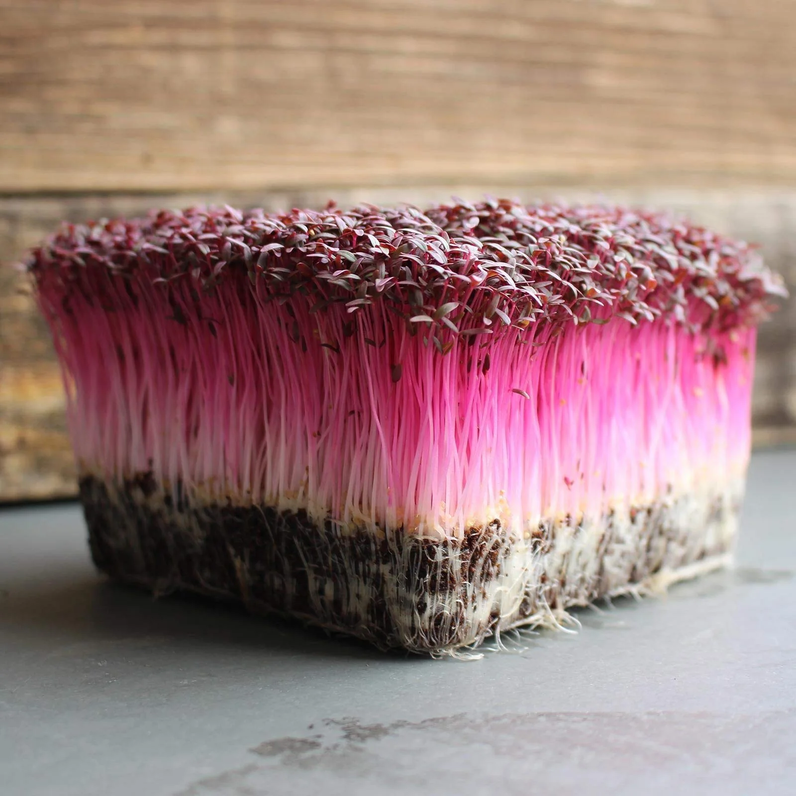 Red Garnet Amaranth - Image 3
