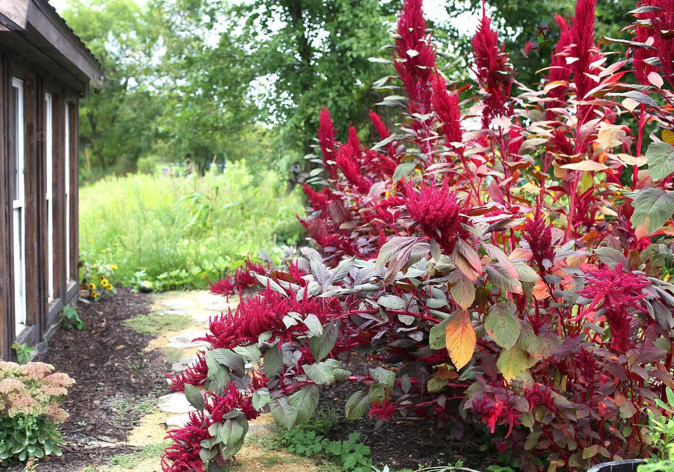 Red Garnet Amaranth - Image 4